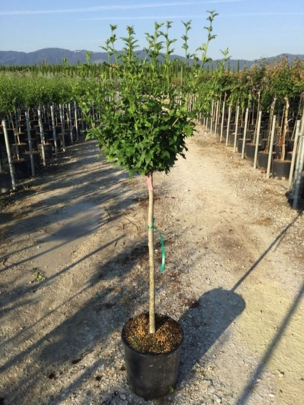  Altheastruik Als Halfstam (Hibiscus Syriacus 'Hamabo')