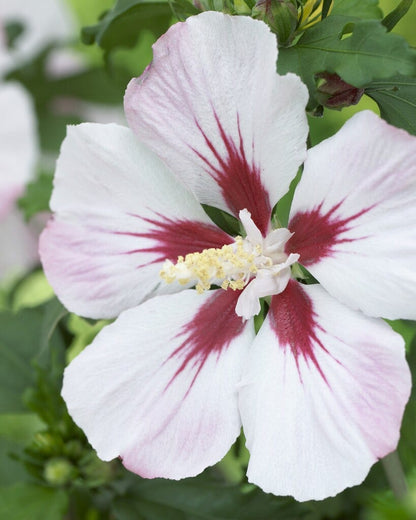  Altheastruik Als Halfstam (Hibiscus Syriacus 'Hamabo')