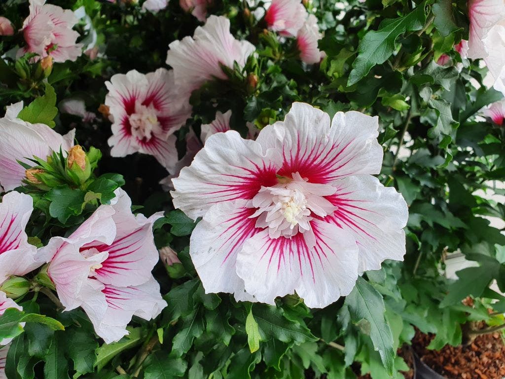  Altheastruik (Hibiscus Syriacus 'Starburst Chiffon')
