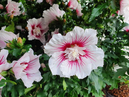  Altheastruik (Hibiscus Syriacus 'Starburst Chiffon')