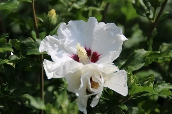  Altheastruik Als Boom (Hibiscus Syriacus 'Red Heart')
