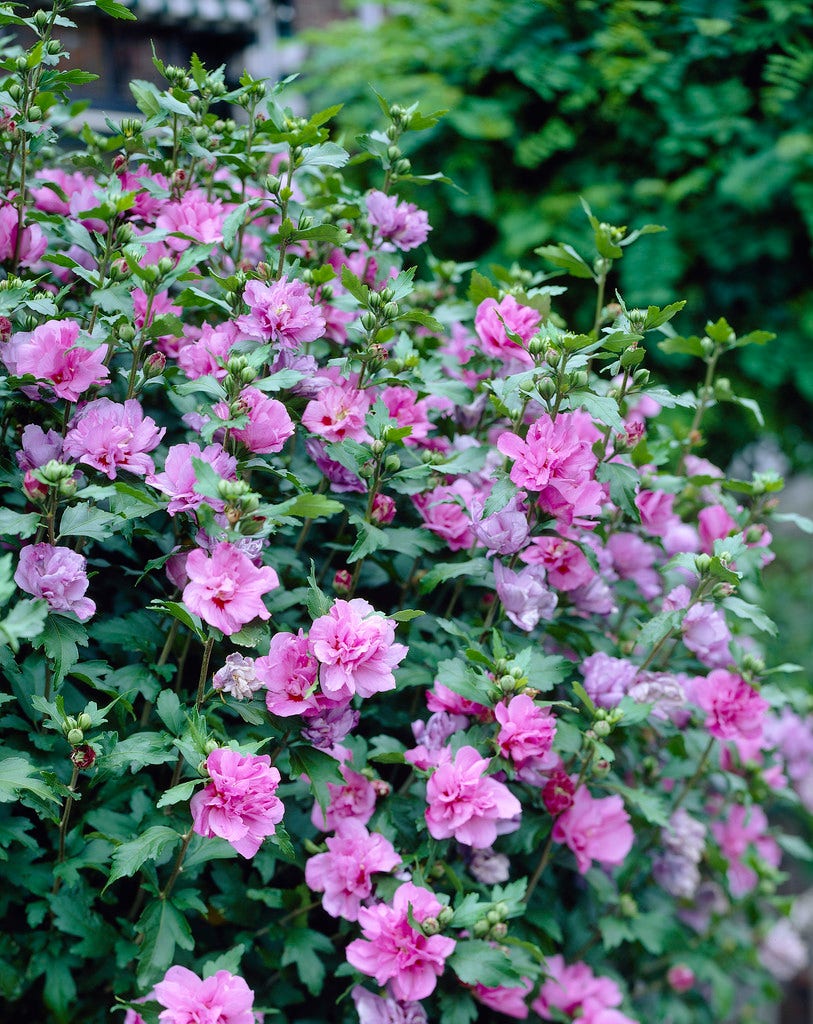  Altheastruik (Hibiscus Syriacus 'Purple Ruffles')