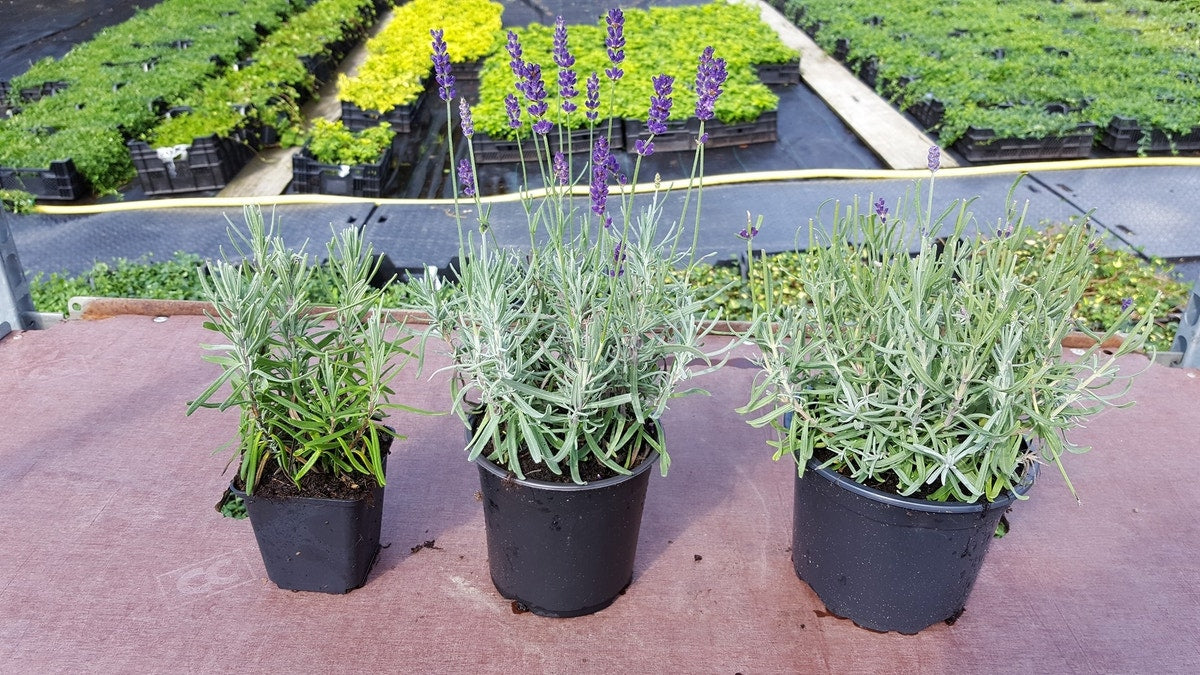  Lavendel (Lavandula Angustifolia 'Hidcote')