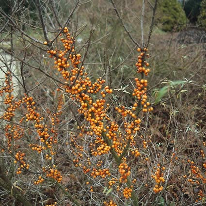  Duindoorn (Hippophae Rhamnoides)