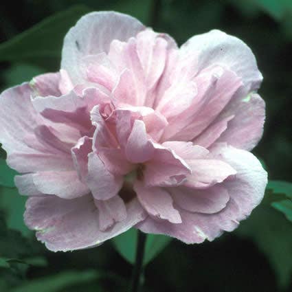  Altheastruik (Hibiscus Syriacus 'Ardens')