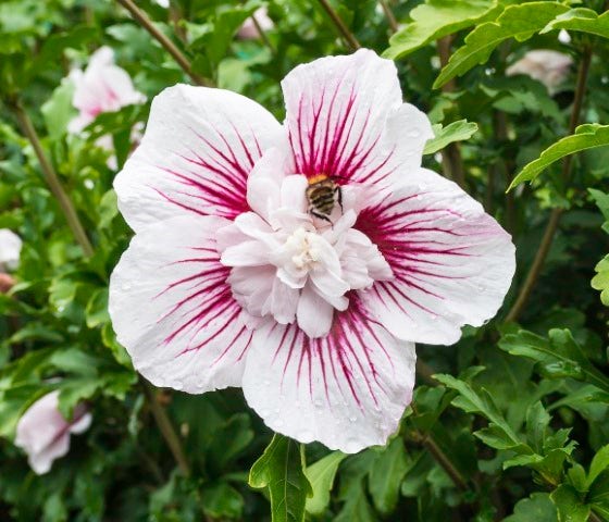  Altheastruik (Hibiscus Syriacus 'Starburst Chiffon')