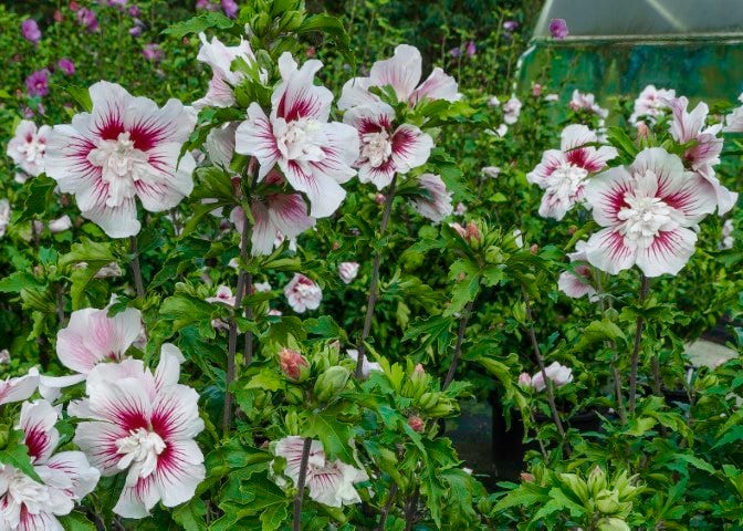  Altheastruik (Hibiscus Syriacus 'Starburst Chiffon')