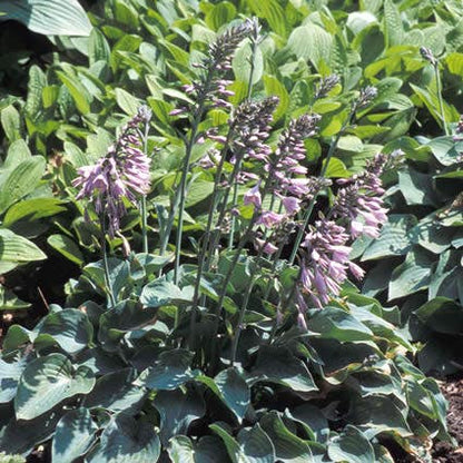  Funkia/Hartlelie (Hosta 'Blue Cadet')