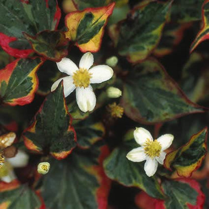  Bonte Moerasanemoon (Houttuynia Cordata 'Chameleon')