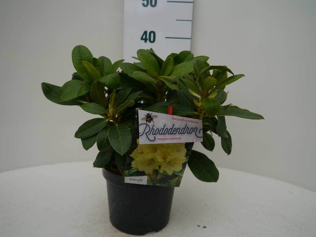  Rhododendron (Rhododendron 'Horizon Monarch')