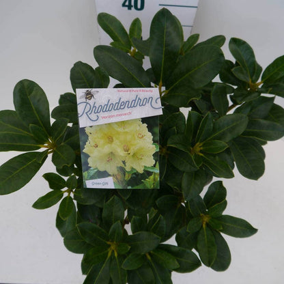  Rhododendron (Rhododendron 'Horizon Monarch')
