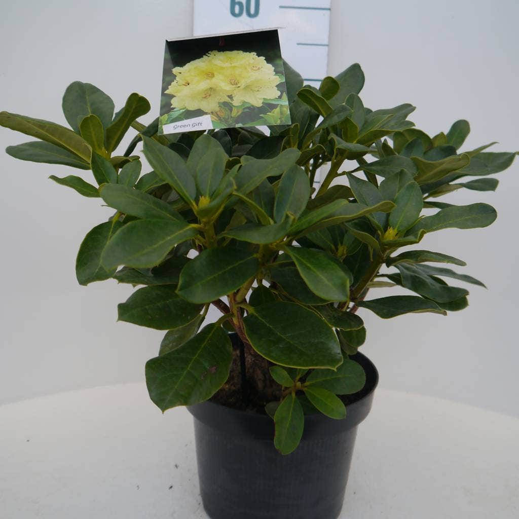  Rhododendron (Rhododendron 'Horizon Monarch')