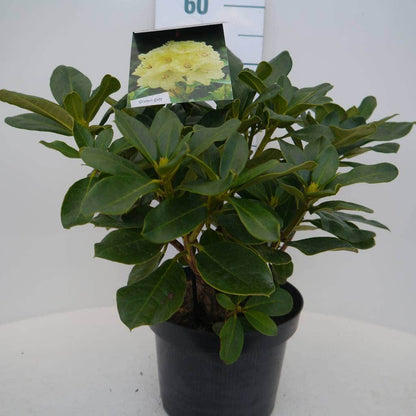  Rhododendron (Rhododendron 'Horizon Monarch')