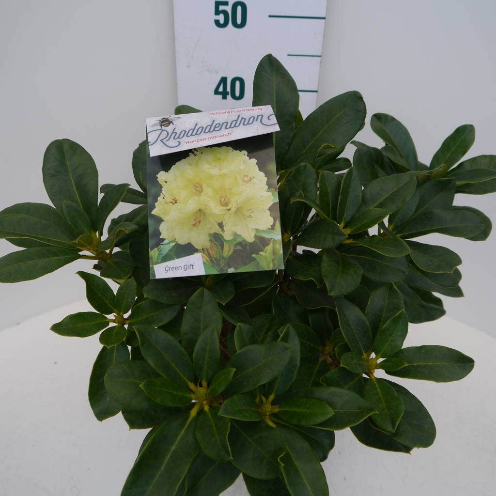  Rhododendron (Rhododendron 'Horizon Monarch')