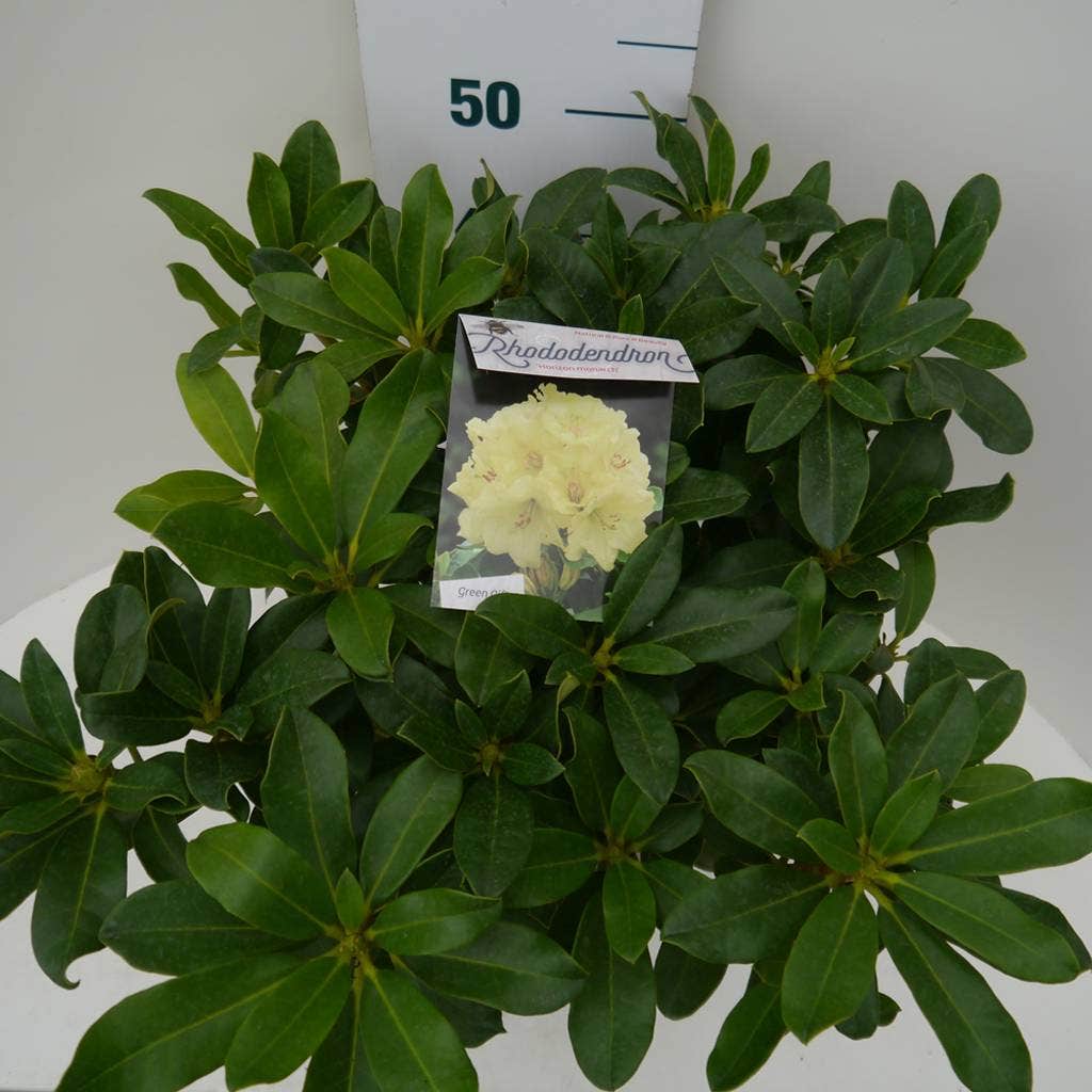  Rhododendron (Rhododendron 'Horizon Monarch')