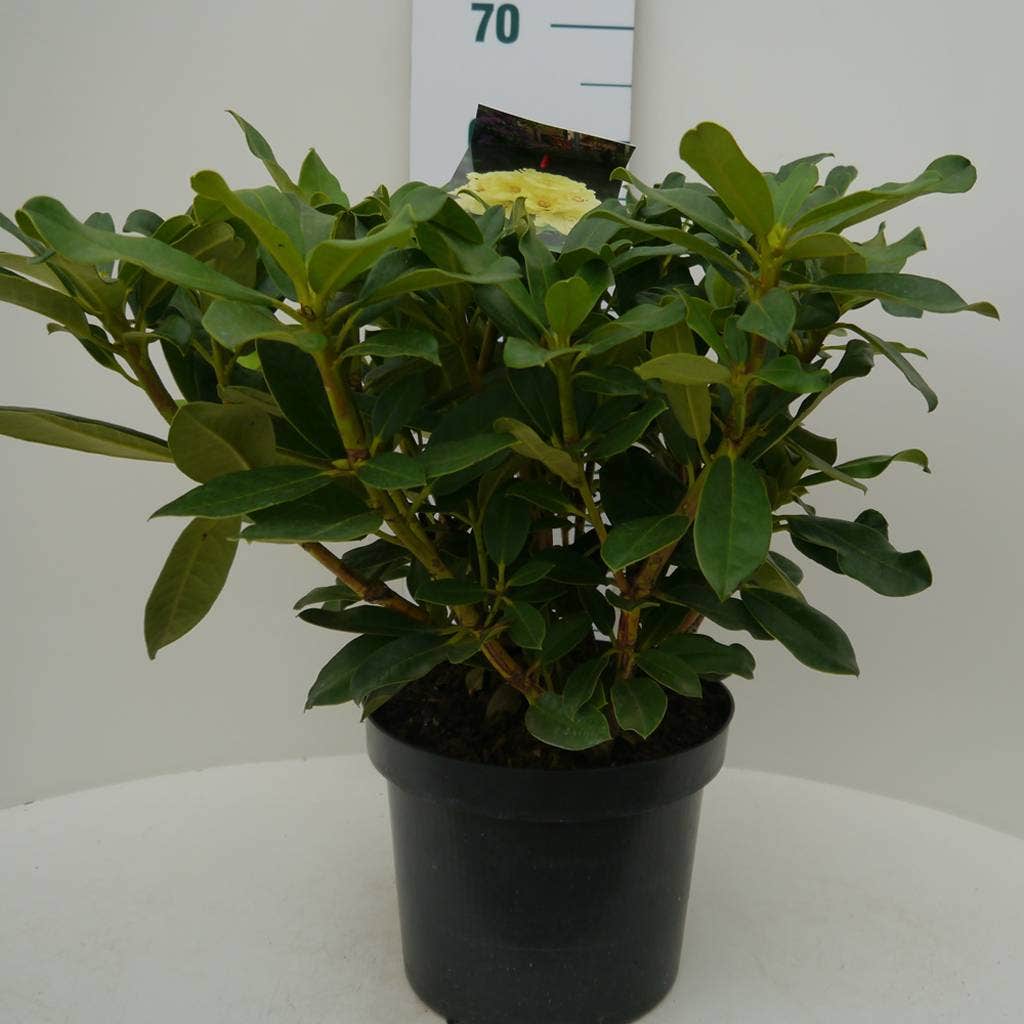  Rhododendron (Rhododendron 'Horizon Monarch')
