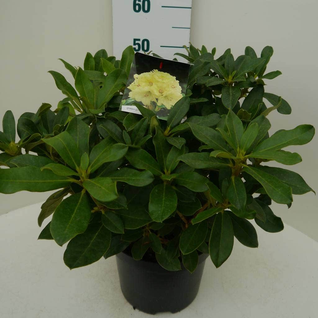  Rhododendron (Rhododendron 'Horizon Monarch')