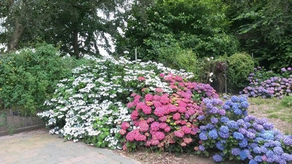  Hortensia (Hydrangea 'Endless Summer' Blauw)