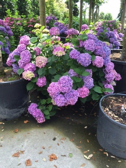  Hortensia (Hydrangea 'Endless Summer' Blauw)