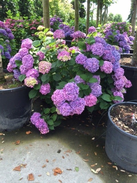  Hortensia (Hydrangea 'Endless Summer' Blauw)