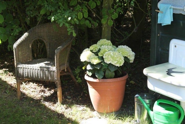  Hortensia (Hydrangea 'Endless Summer The Bride')