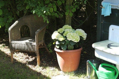  Hortensia (Hydrangea 'Endless Summer The Bride')
