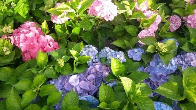  Hortensia (Hydrangea 'Endless Summer' Blauw)