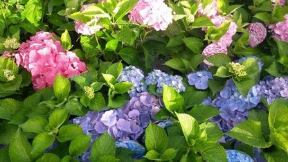  Hortensia (Hydrangea 'Endless Summer' Blauw)