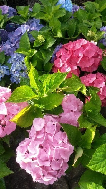 Hortensia (Hydrangea 'Endless Summer' Roze)