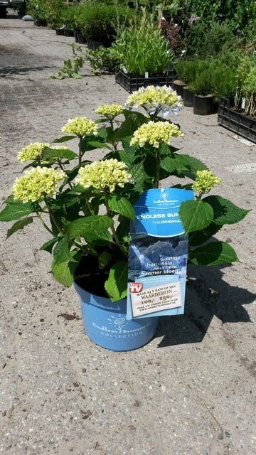  Hortensia (Hydrangea 'Endless Summer' Blauw)