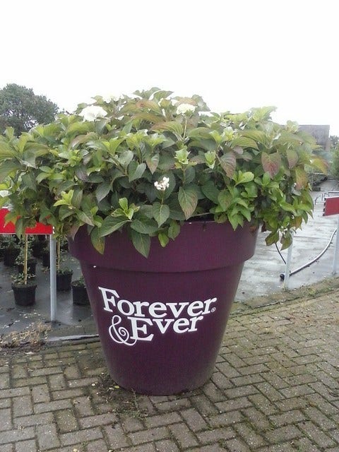  Hortensia Blauw (Hydrangea 'Forever&Ever')