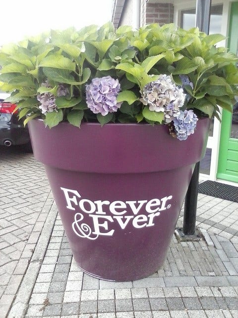 Hortensia Blauw (Hydrangea 'Forever&Ever')