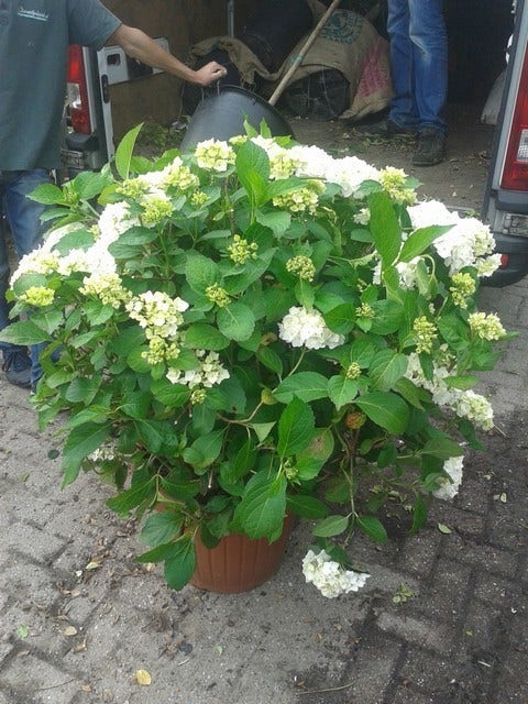  Hortensia (Hydrangea Macrophylla 'Madame Emile Mouilere')
