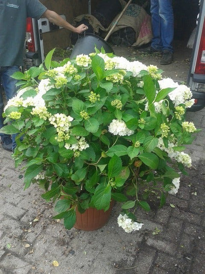  Hortensia (Hydrangea Macrophylla 'Madame Emile Mouilere')