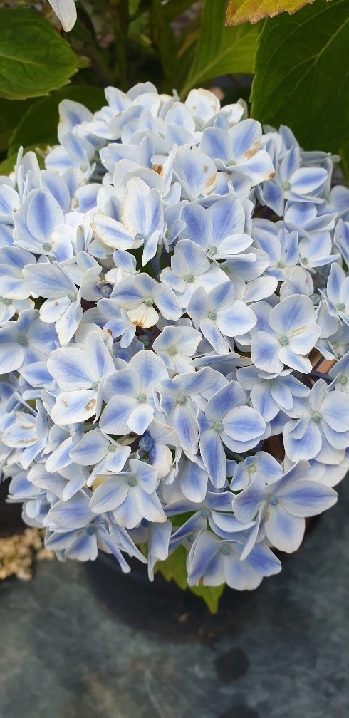  Hortensia (Hydrangea 'Peppermint')