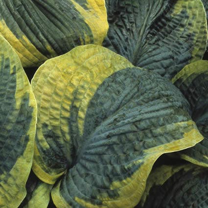  Funkia/Hartlelie (Hosta 'Frances Williams')