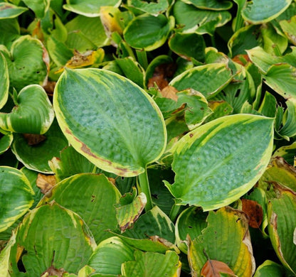  Funkia/Hartlelie (Hosta 'Frances Williams')