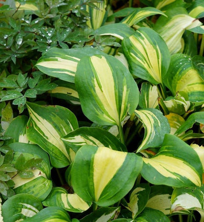  Funkia/Hartlelie (Hosta 'Great Expectations')