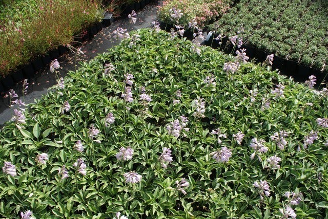  Funkia/Hartlelie (Hosta 'Blue Cadet')