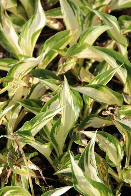  Funkia/Hartlelie (Hosta 'Fire And Ice')