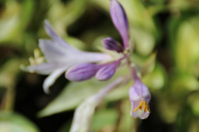  Funkia/Hartlelie (Hosta 'Fire And Ice')