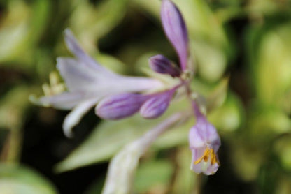  Funkia/Hartlelie (Hosta 'Fire And Ice')
