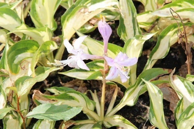  Funkia/Hartlelie (Hosta 'Fire And Ice')