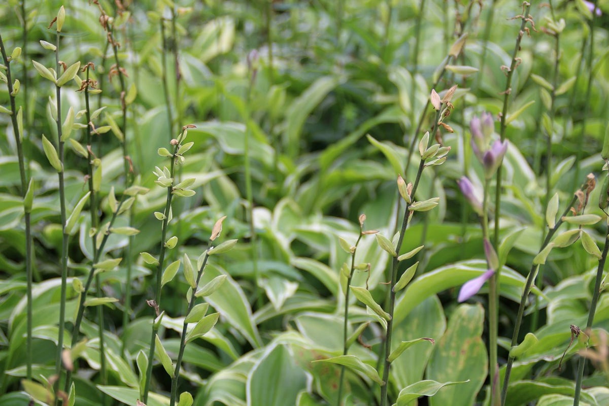  Funkia/Hartlelie (Hosta 'Francee')