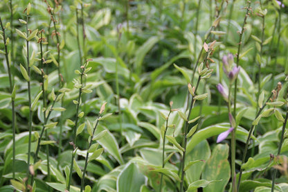  Funkia/Hartlelie (Hosta 'Francee')