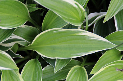  Funkia/Hartlelie (Hosta 'Francee')