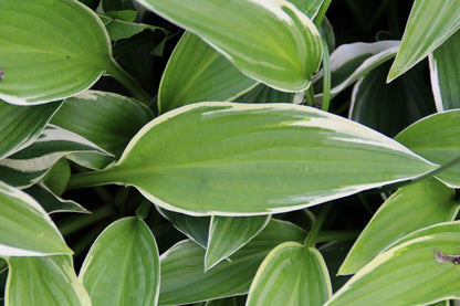  Funkia/Hartlelie (Hosta 'Francee')