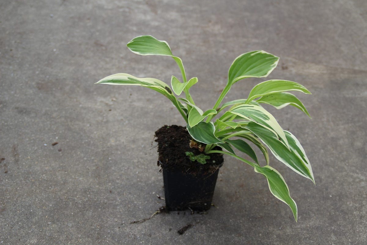  Funkia/Hartlelie (Hosta 'Francee')