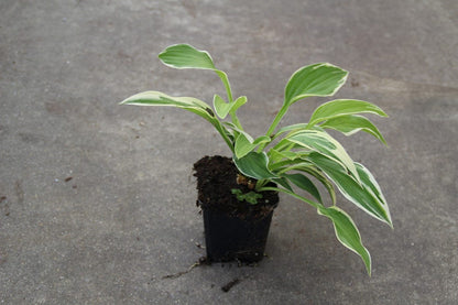  Funkia/Hartlelie (Hosta 'Francee')