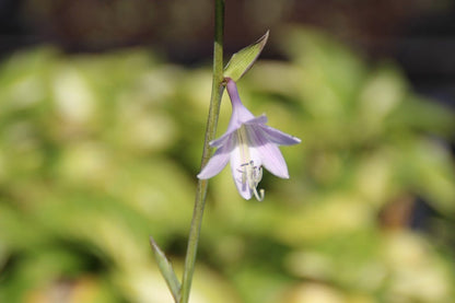  Hartlelie (Hosta 'Fortunei Hyacinthina')